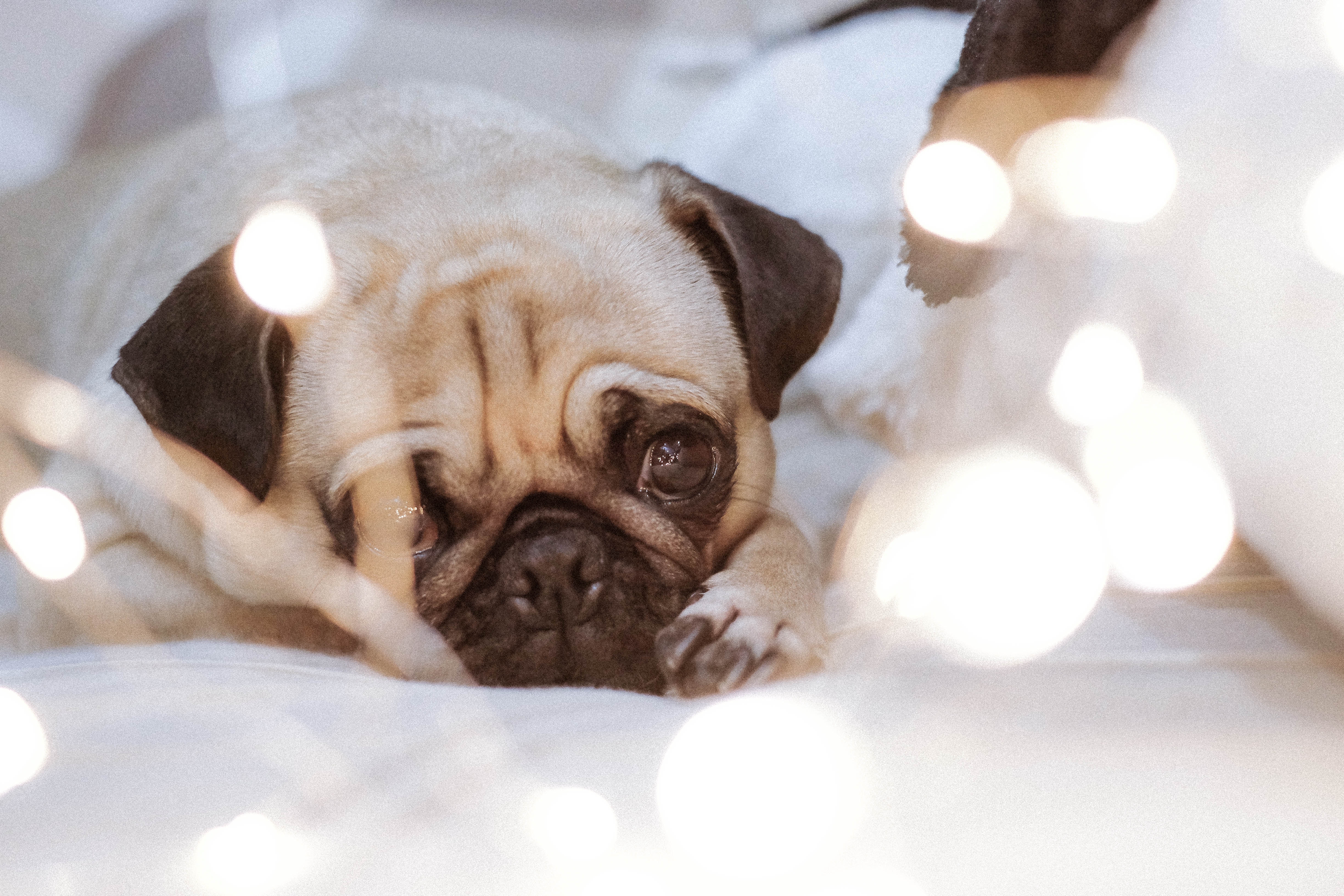 Slapper af liner Udover Sådan hjælper du din hund til en rolig nytårsaften